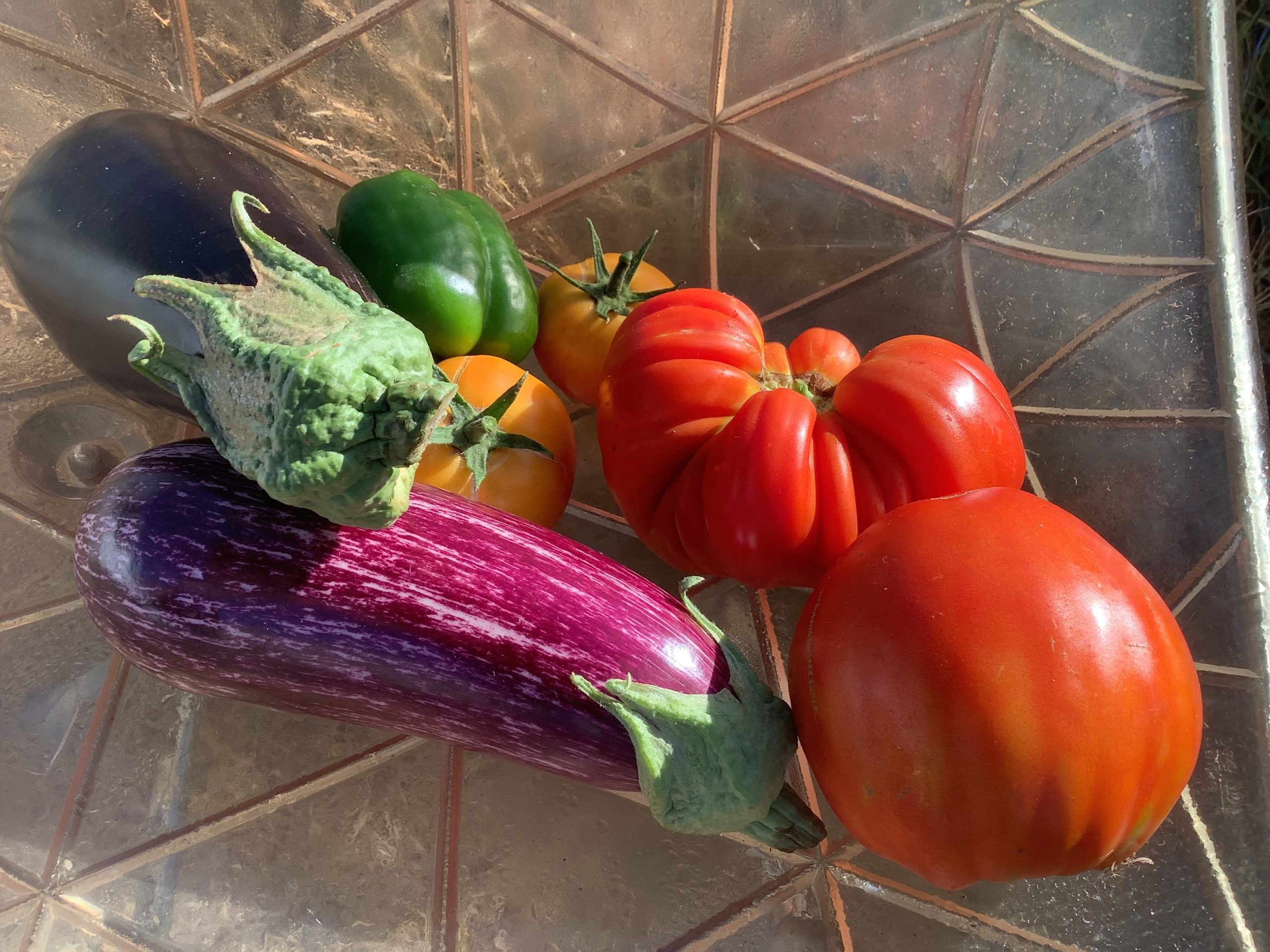 La Ratatouille de l’été. Visite chez Nils Maniouloux, agriculteur maraîcher à Levens