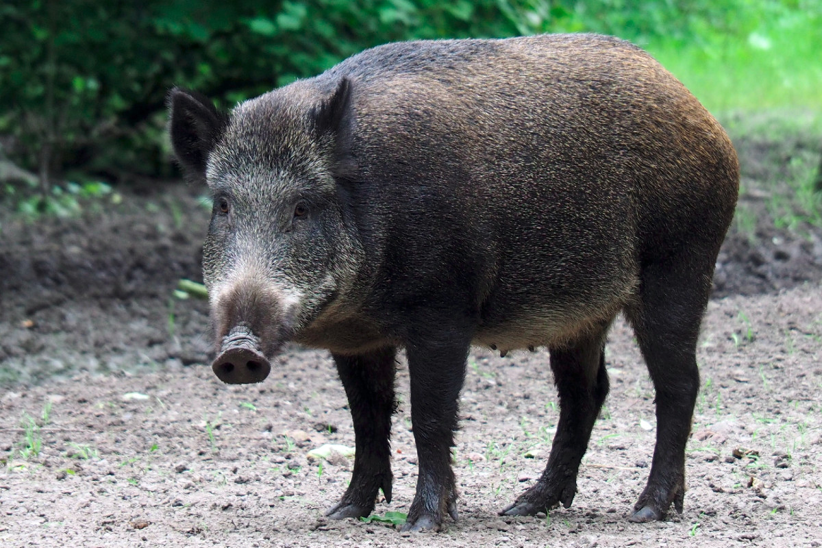🚫🐗 Sangliers dans nos jardins : adoptons les bons gestes ! 🐗🚫